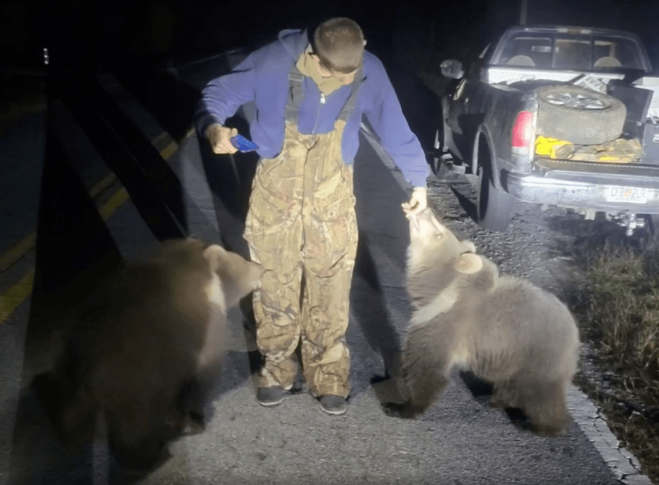 Man stands with two kodiak bear cubs on a north county road